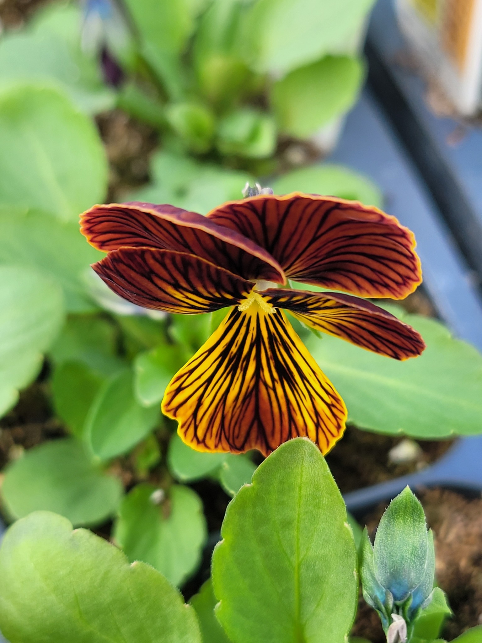 Create a Cut-Flower Corner at Home