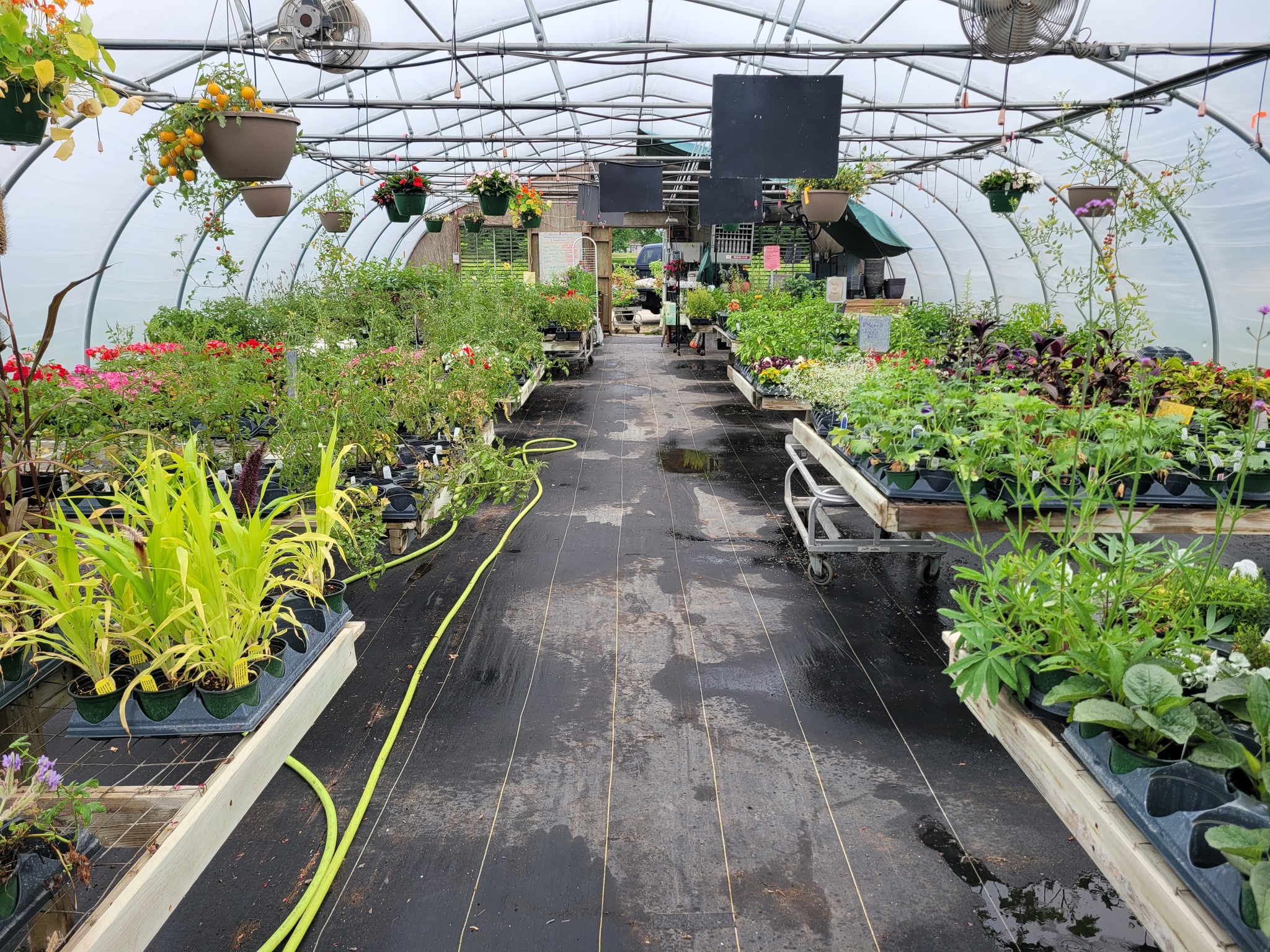 Inside Wiley Rooster greenhouse